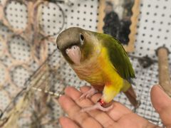 -吉丁鸟咖·异宠·寄养