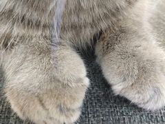 -喵园·猫主题咖啡厅·撸猫·猫咖(国贸店)