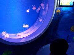 -芜湖新华联大白鲸海洋公园