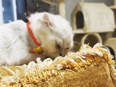 -特一安24小时宠物医院·骨科·中兽医