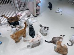 -藏猫猫咖啡主题馆(中央大道店)