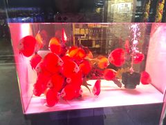 -中环花鸟鱼虫市场