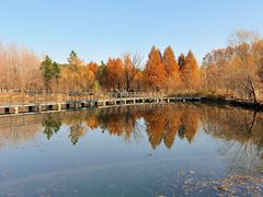 -昆山城市生态森林公园