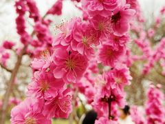 -桃花堤公园