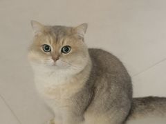 -欣宠猫屋·矮脚拿破仑·蓝金金渐层