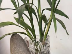 -柴犬高等学院·狗咖·柴犬售卖·宠物训练