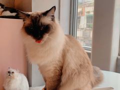 -猫儿山۰猫主题餐厅