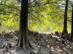 -溱湖国家湿地公园