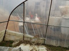 -胜丰草莓采摘园