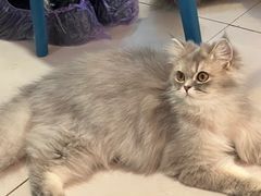 -平行世界·猫咖(首经贸店)