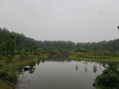 -合肥滨湖国家森林公园