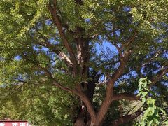 -遵化市禅林寺古银杏风景园