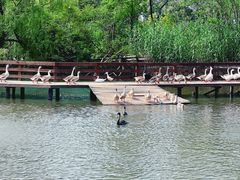 -溱湖国家湿地公园