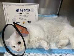 -芭比堂宠物医院·全科爱猫医院·仁德分院