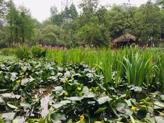 -重庆彩云湖湿地公园
