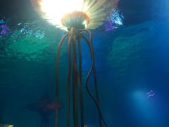 -沈阳海洋探索中心