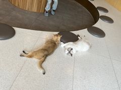 -飞行喵MR PILOT|猫舍·猫咖(静安大融城店)