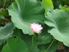 -莲花池公园