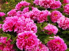 -曹州百花园