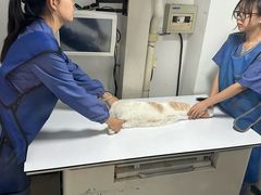 -半岛宠物医院24小时(科华中路店)