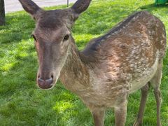 -北京鹿世界主题园