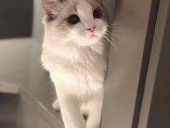 -猫大福·Fortune Cat猫舍(百子湾店)
