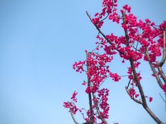 -金鸡山公园