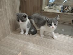 -飞行喵MR PILOT|猫舍·猫咖(静安大融城店)