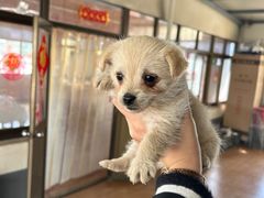 -小六农家乐(崇明西沙湿地店)