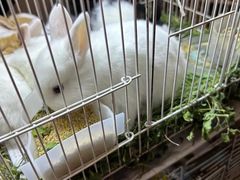 -双季花艺园艺市场(浦东店)