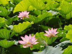 -荔湾湖公园
