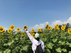 -杭州湾海上花田景区