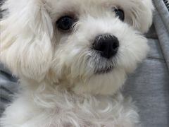 -安安宠医宠物医院·异宠·犬猫内科(岳阳分院)