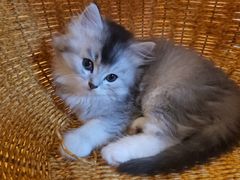 -猫咪派对(江南西店)