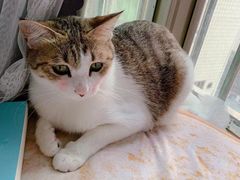 -麦当劳(坂田分店)