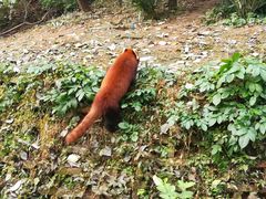 -成都大熊猫繁育研究基地
