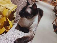 -藏猫猫咖啡主题馆(中央大道店)