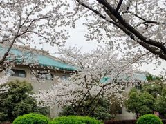 -武汉大学-樱园