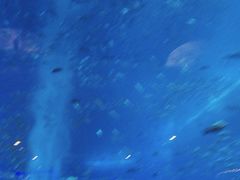 -亚特兰蒂斯•OSSIANO奥西亚诺海底餐厅