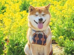 -台场海滨公园船码头