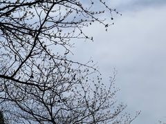 -莲花山公园