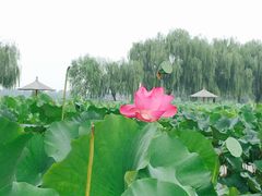 -白洋淀景区