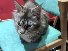 -猫色咖啡·猫咖