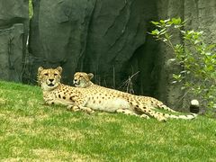 -北京野生动物园