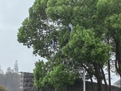-宜兴龙背山森林公园