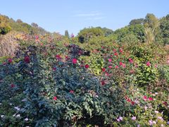-深圳仙湖植物园
