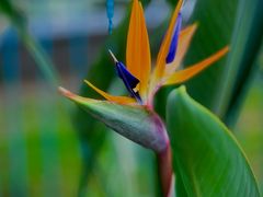 -国家植物园南园