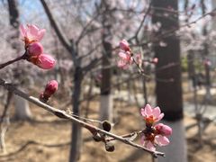 -桃花堤公园