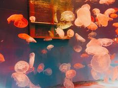 -大连圣亚海洋世界