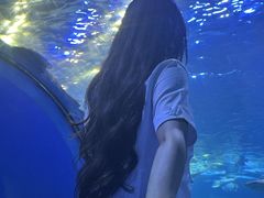 -太平洋海底世界